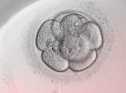 Instituto Bernabeu investigates the embryo development blockage genetic causes in infertile patients