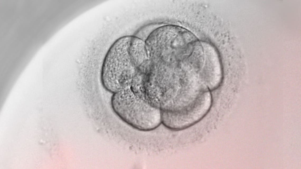 Instituto Bernabeu investigates the embryo development blockage genetic causes in infertile patients