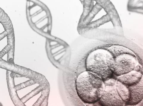 Studie des Instituto Bernabeu analysiert Störungen, die Einfluss auf die Diagnose eines embryonalem Mosaizismus haben können