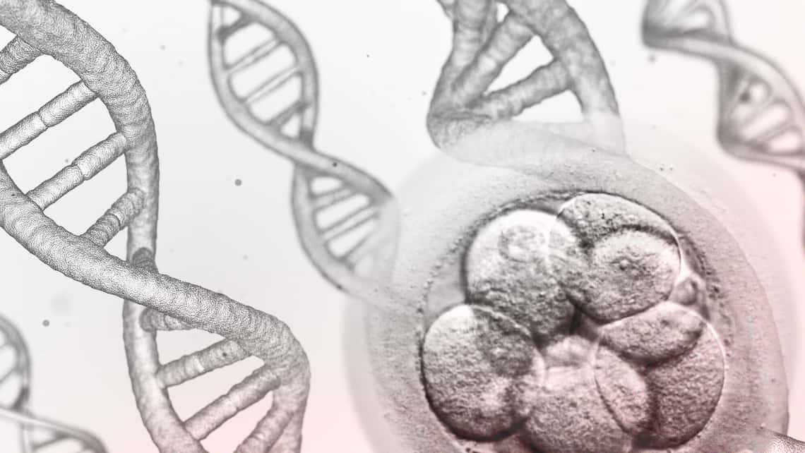 A study by the Bernabeu Institute analyses the interferences that may influence the embryonic mosaicism diagnosis