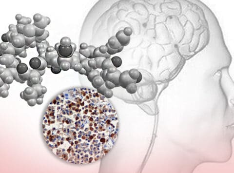 What is luteinising hormone (LH)? Understand its function and optimum levels in the search for pregnancy