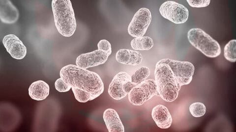 The Microbiome and Fertility: A Key Relationship