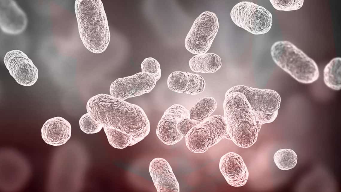 Microbioma y fertilidad: una relación clave