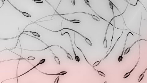 Complete peace of mind for our patients: our own gamete bank avoids risks such as the European scandal involving a mass donor of semen carrying TP53, a hereditary disorder linked to cancer.