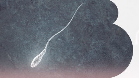 Revolution in identifying the most competent sperm: the innovative patented dish by Instituto Bernabeu that improves treatment success by up to 10%