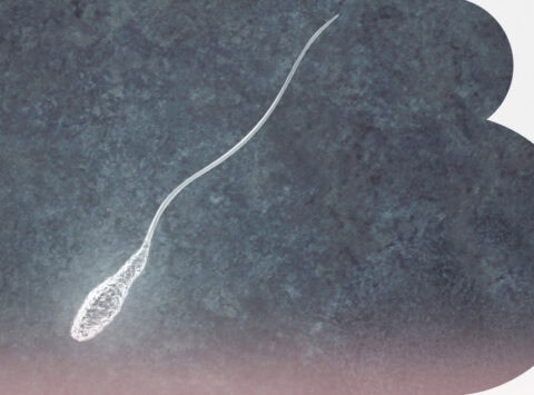 Revolution in identifying the most competent sperm: the innovative patented dish by Instituto Bernabeu that improves treatment success by up to 10%