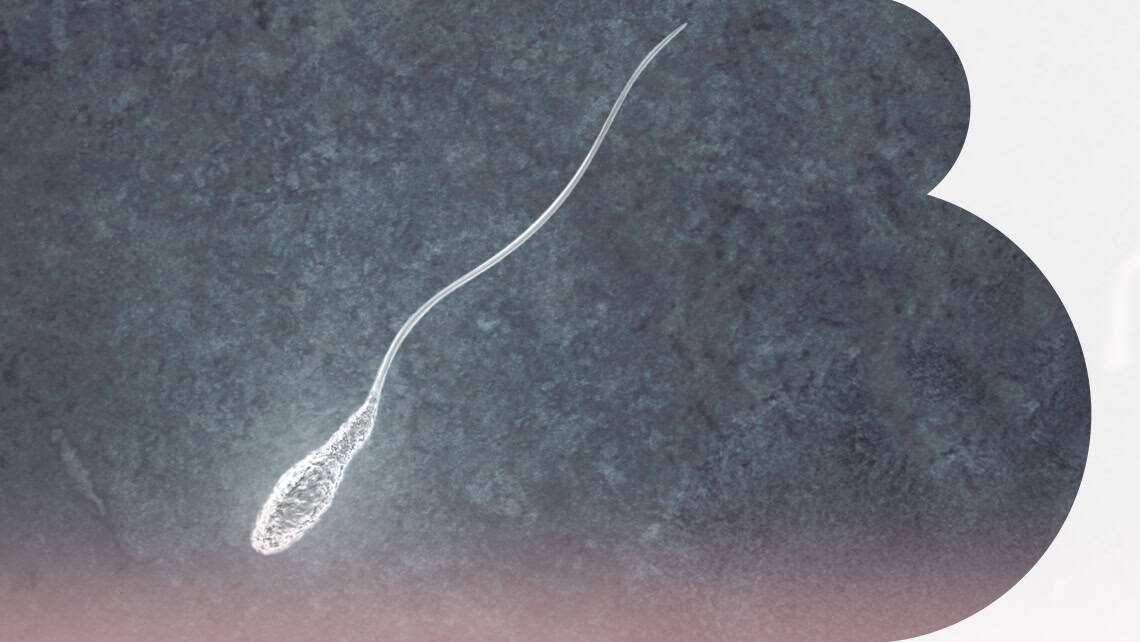 Revolución en la identificación del espermatozoide más competente: La innovadora placa patentada por Instituto Bernabeu que mejora hasta un 10% el éxito del tratamiento